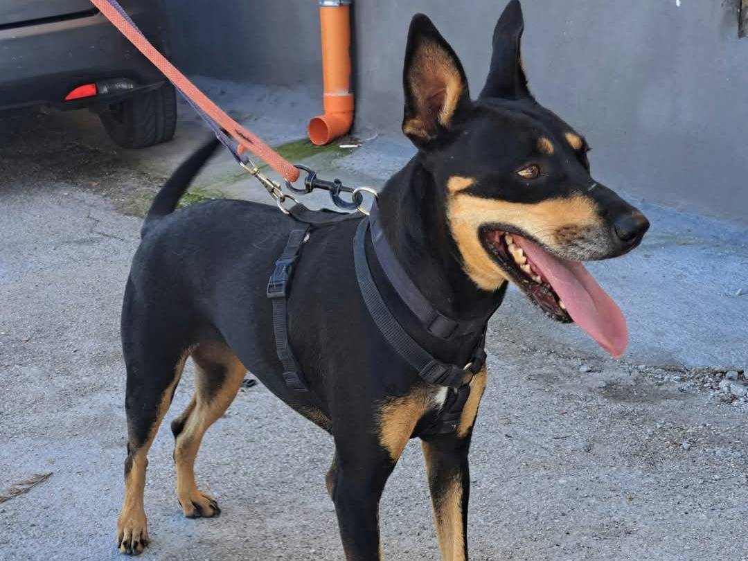 Adotta un cane, taglia media, femmina, Caserta