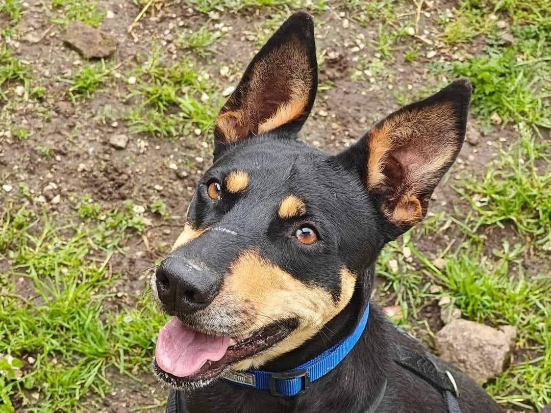 Vuoi adottare un cane a Caserta?