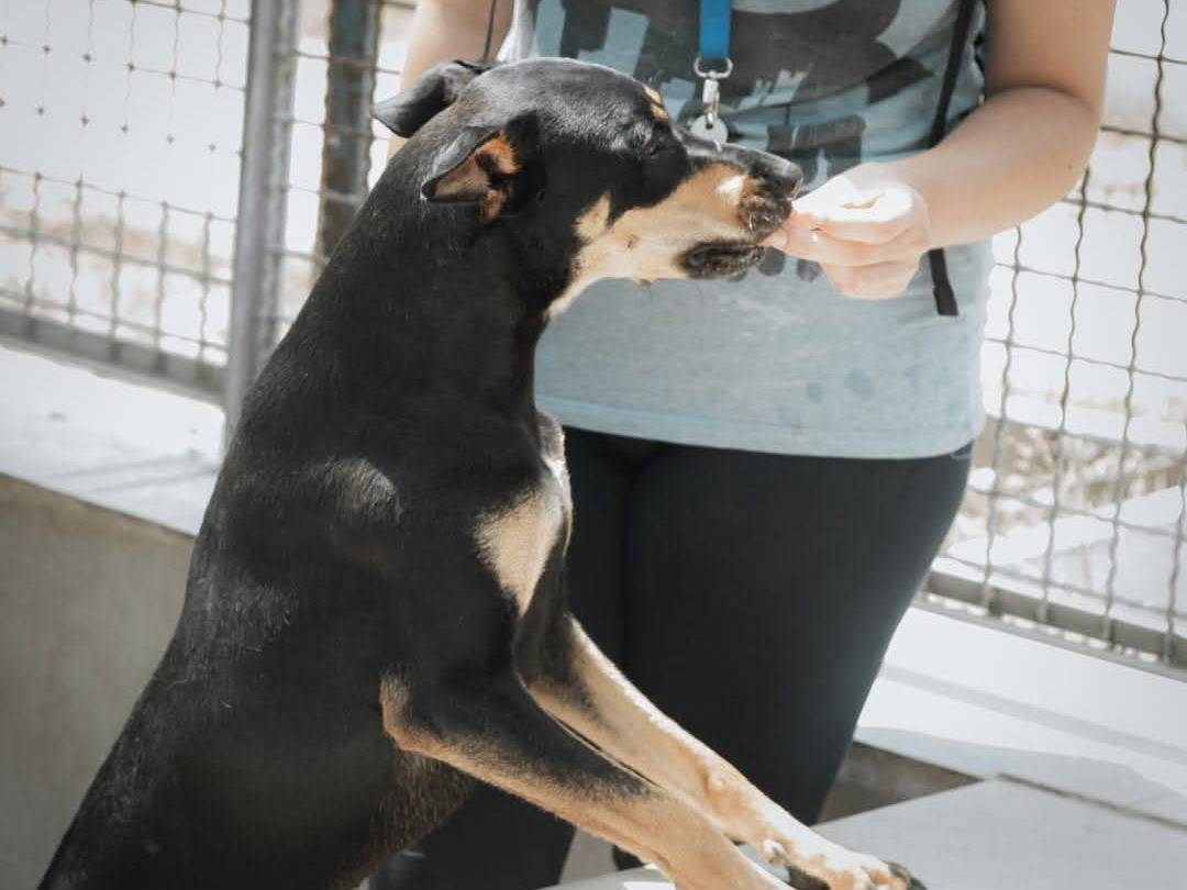 Adotta il cane Luna  a Caserta