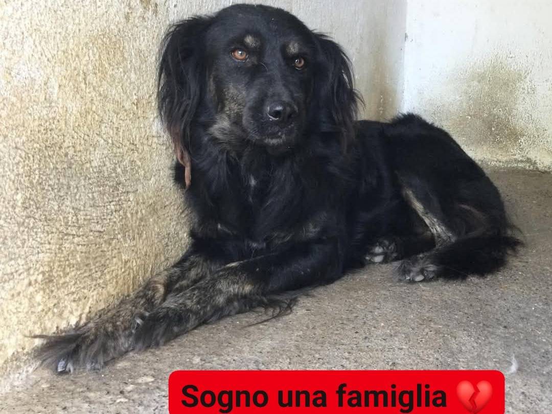 Adozione cane, femmina, Razza sconosciuta Razza sconosciuta, 2 anni  e 8 mesi , taglia media, Crotone
