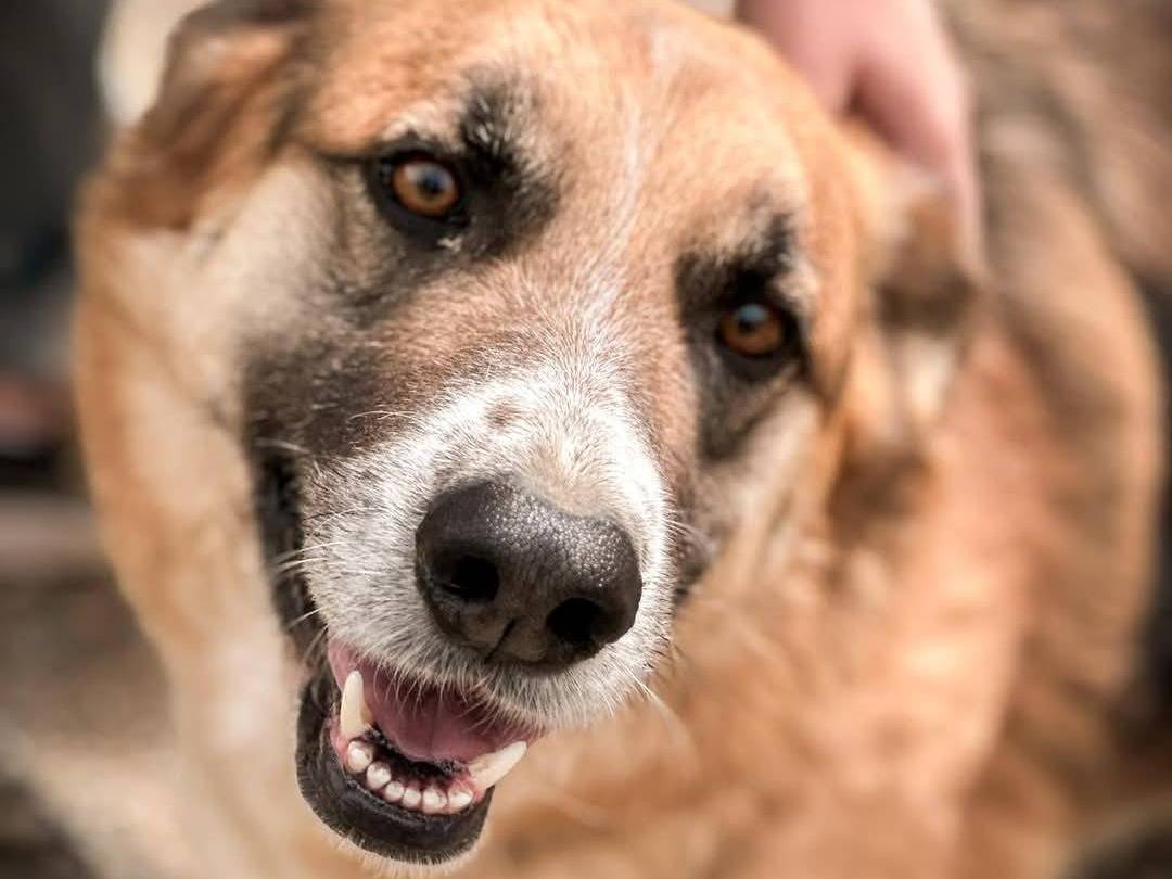 Foto dell'animale