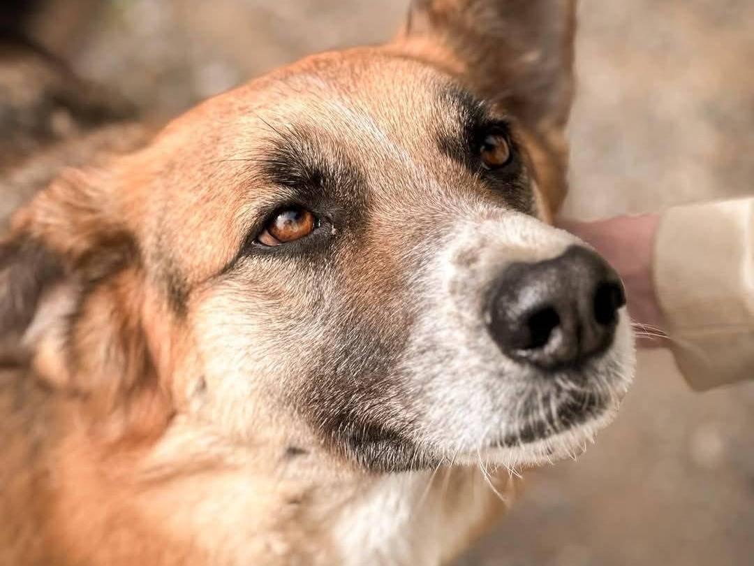 Adotta un cane, femmina, 5 anni e 5 mesi, Crotone