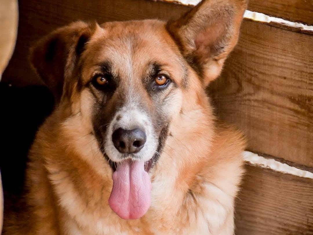 Adotta un cane, taglia grande, femmina, Crotone