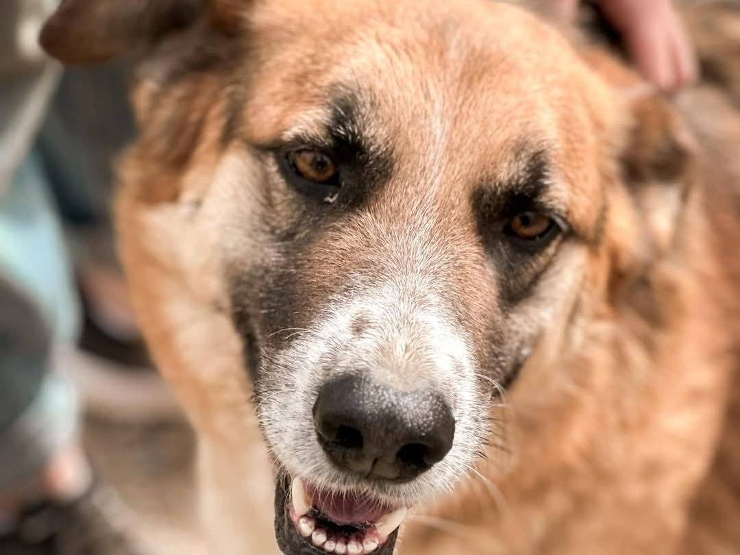 Vuoi adottare un cane a Crotone?