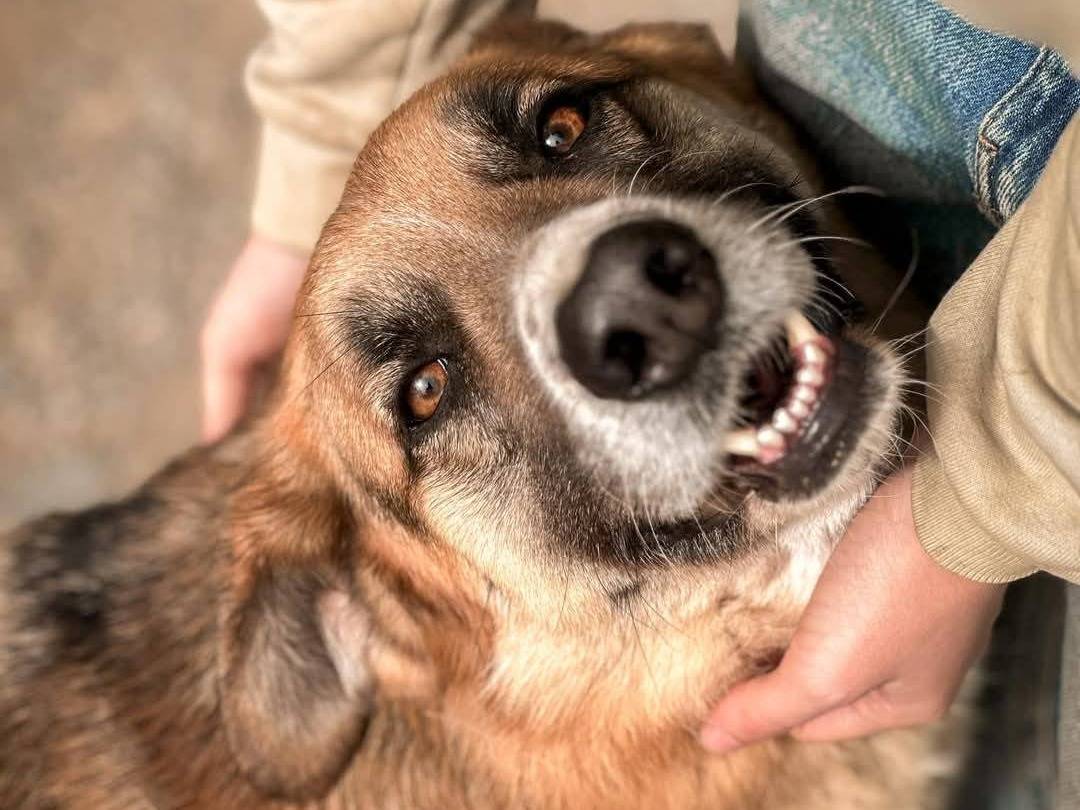 Adotta il cane IOLE a Crotone