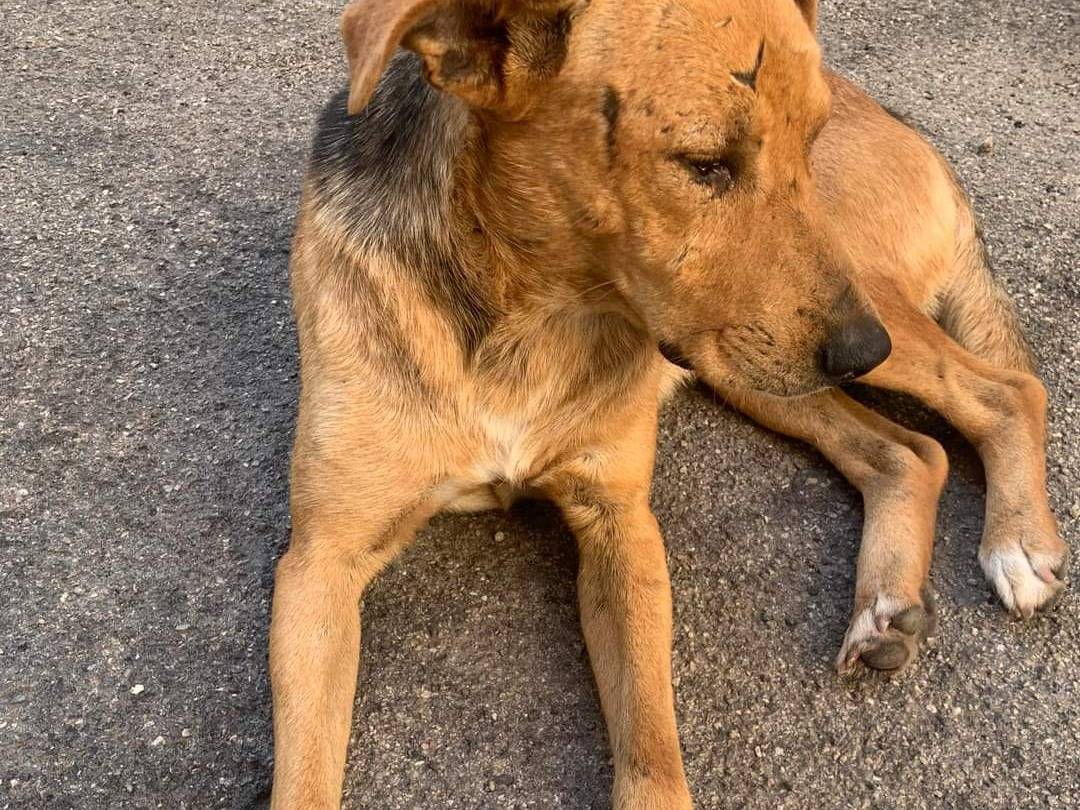 Adotta un cane, maschio, 4 anni  e 11 mesi , Lecce