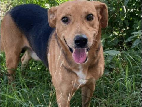 Adotta un cane, taglia media contenuta, maschio, Lecce