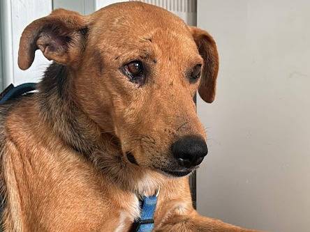Vuoi adottare un cane a Lecce?