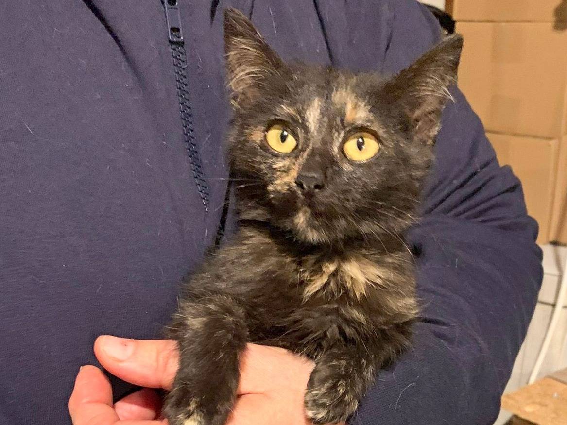 Adotta un gatto, femmina, 4 mesi, Cremona