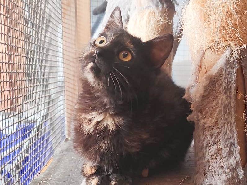 Adotta un gatto, taglia non valida, femmina, Cremona