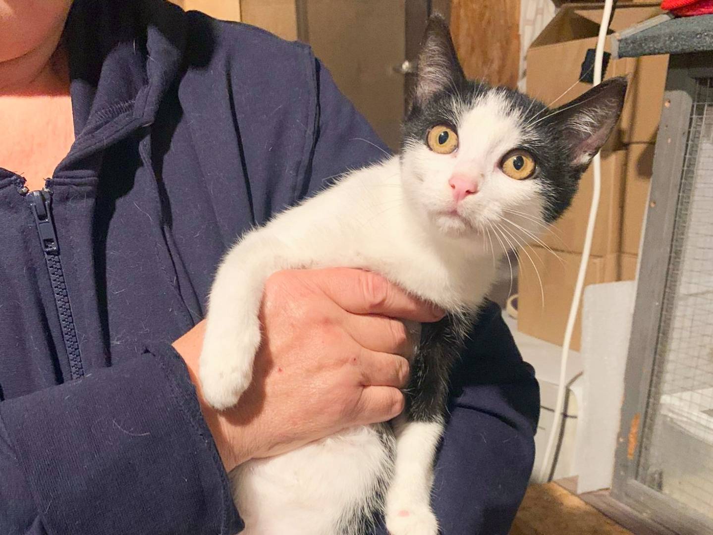 Adotta un gatto, femmina, 5 mesi, Cremona
