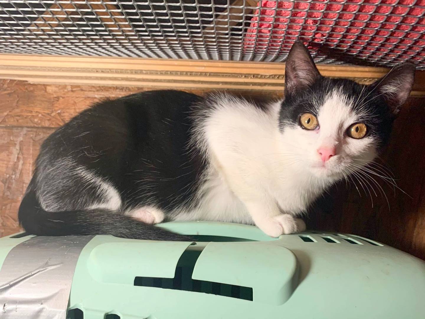 Adotta un gatto, taglia non valida, femmina, Cremona