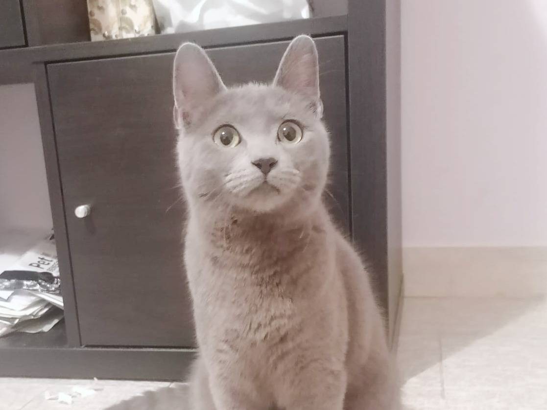 Adozione gatto, femmina, Razza sconosciuta Razza sconosciuta, 5 mesi, taglia non valida, Cremona