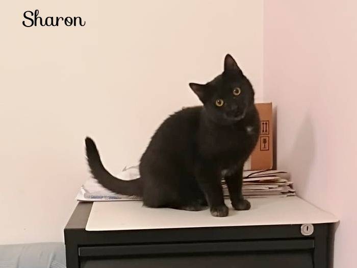 Adotta un gatto, femmina, 5 mesi, Cremona