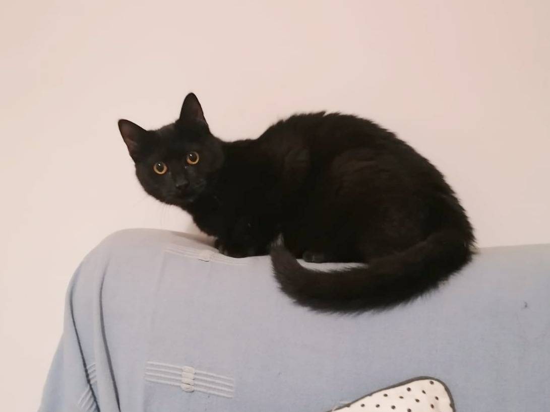 Vuoi adottare un gatto a Cremona?