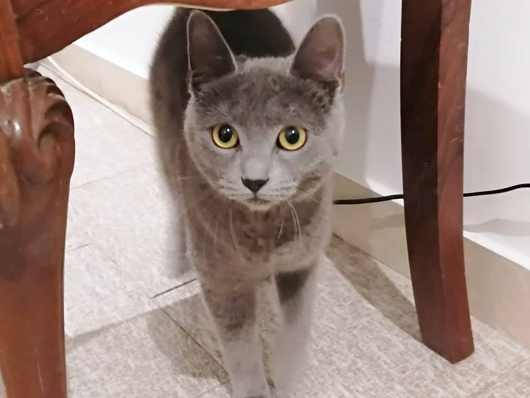 Adotta il gatto SHARA E SHARON a Cremona