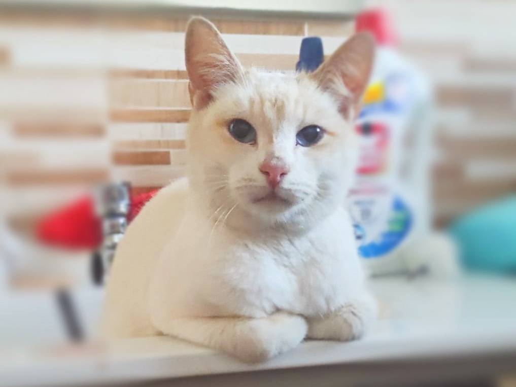 Vuoi adottare un gatto a Cremona?