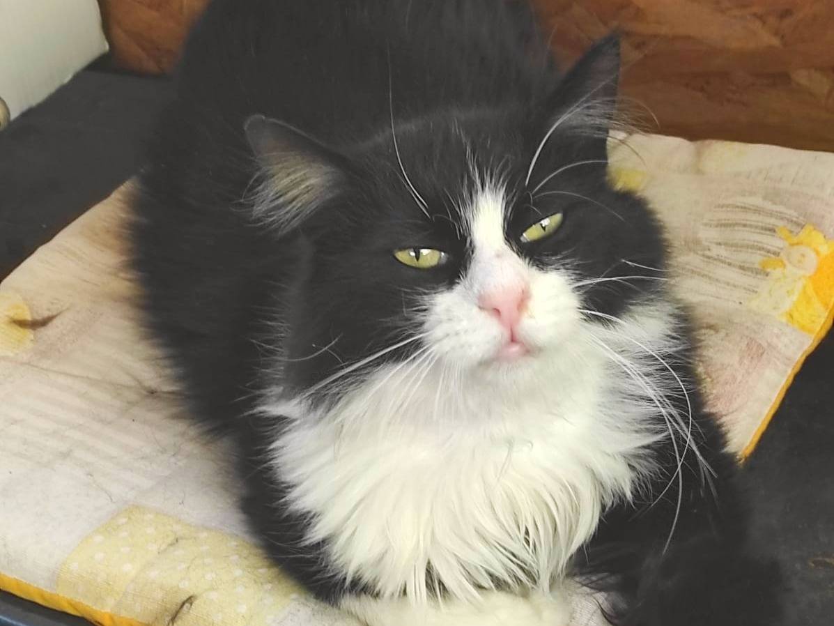 Adotta un gatto, maschio, 2 anni  e 2 mesi , Cremona