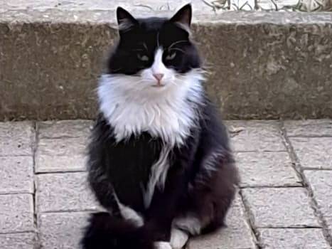 Adotta un gatto, taglia non valida, maschio, Cremona