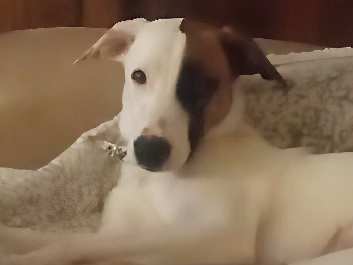 Adotta il cane Peggy a Potenza