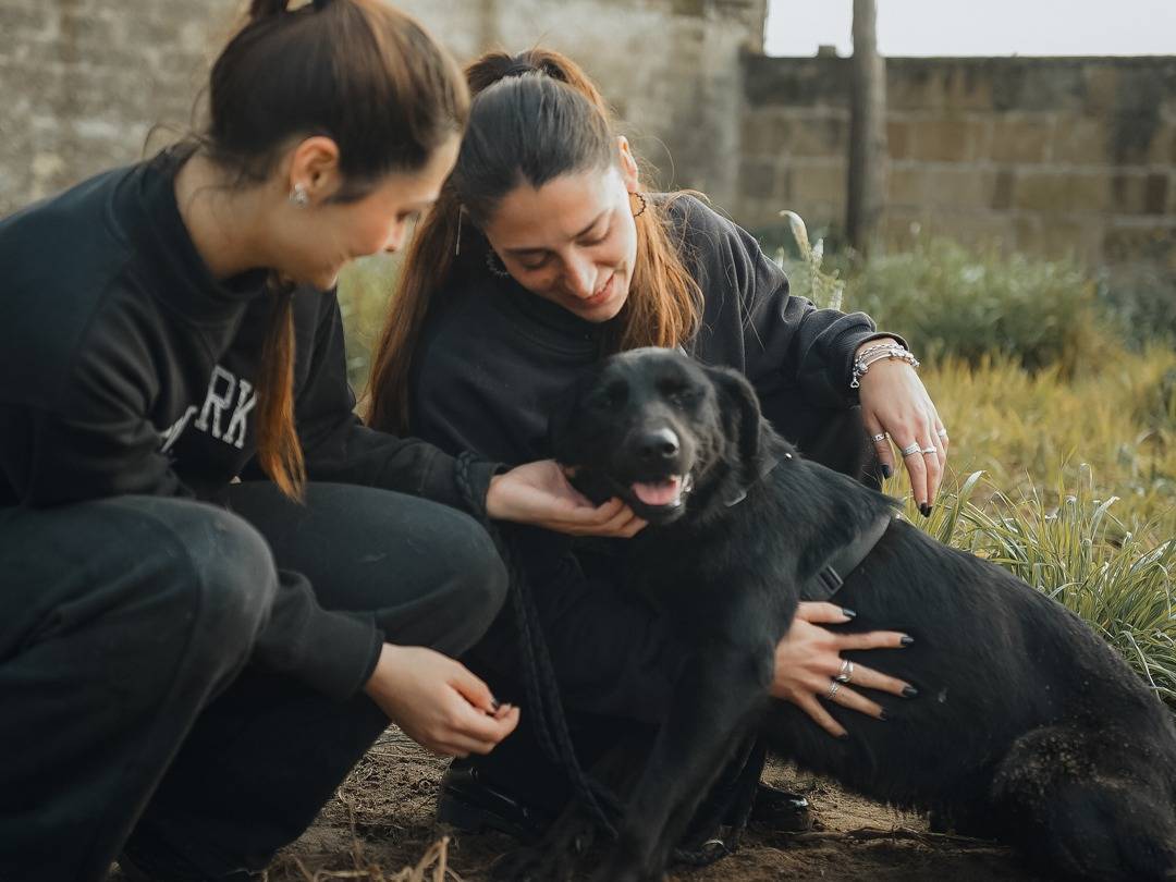 Adotta il cane Undi a Caserta