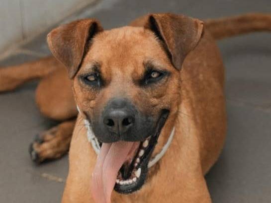Adotta un cane, femmina, 3 anni  e 11 mesi , Caserta