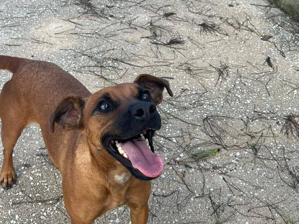 Adotta un cane, taglia media contenuta, femmina, Caserta