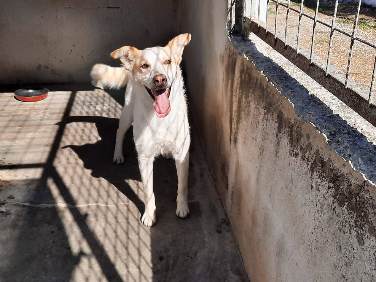 Adotta un cane, maschio, 6 anni  e 9 mesi , Caserta