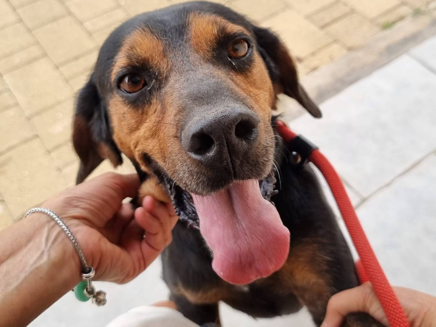 Adotta un cane, maschio, 7 anni  e 10 mesi , Bari