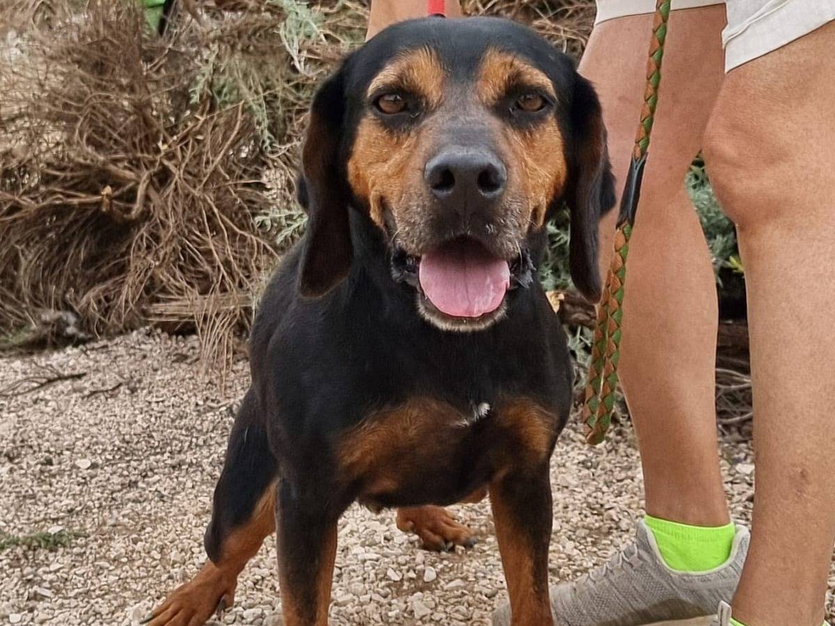 Adotta un cane, taglia media contenuta, maschio, Bari