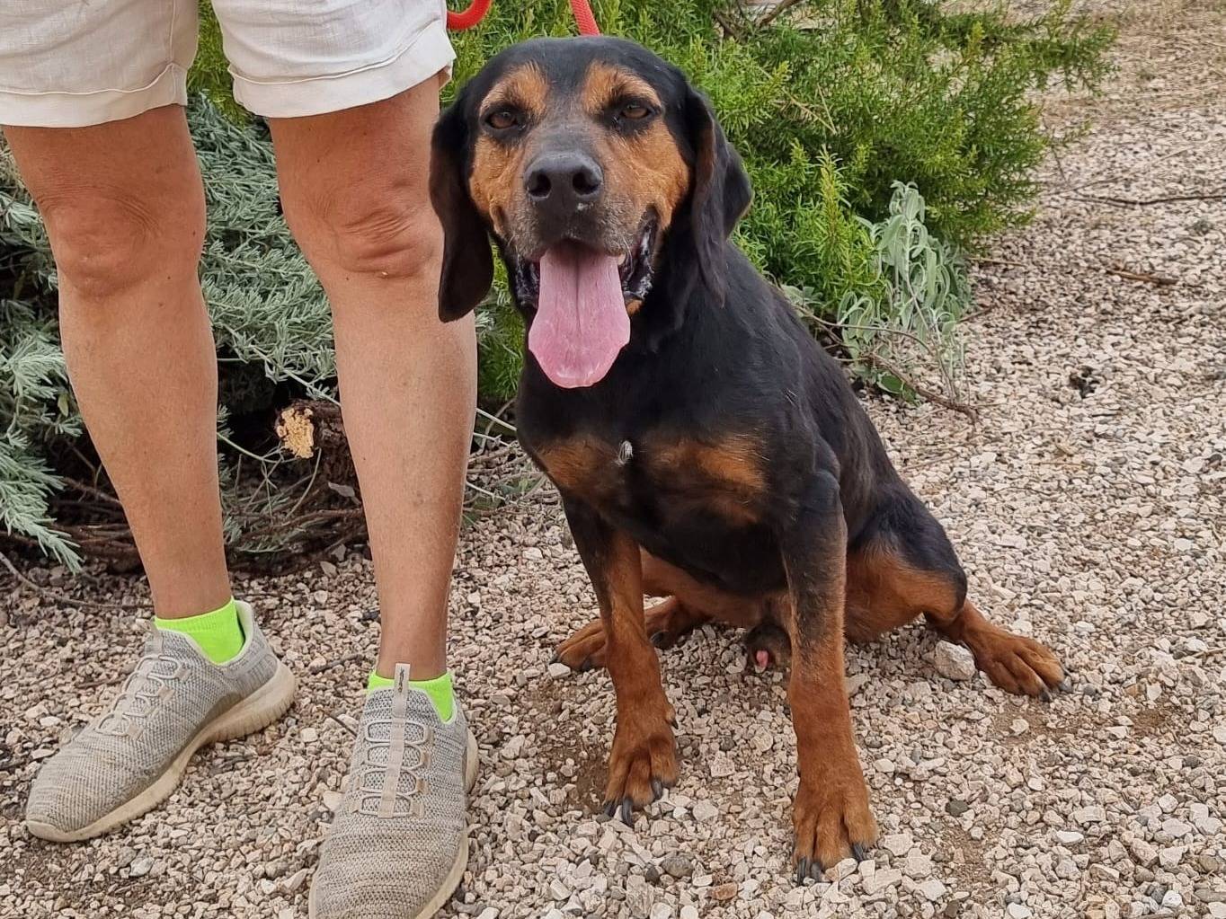 Vuoi adottare un cane a Bari?