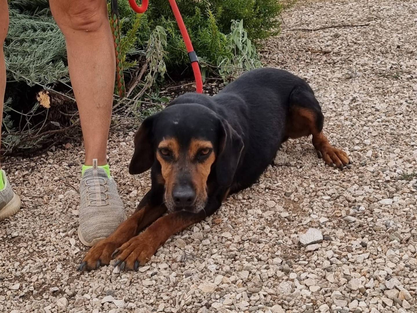 Adotta il cane Gennarino a Bari