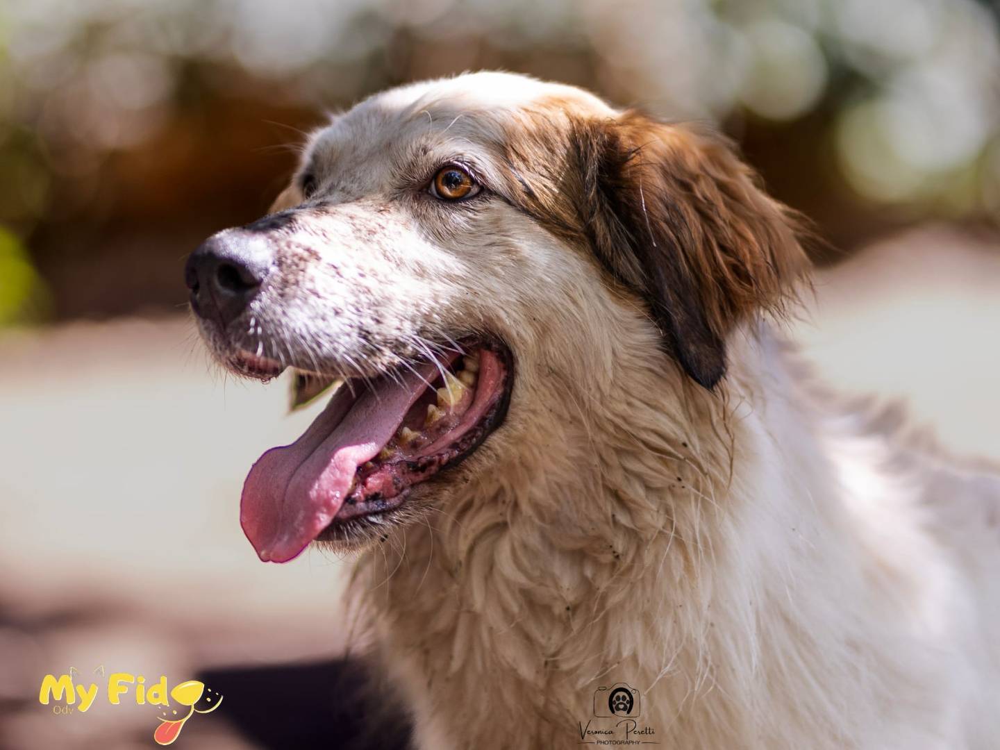 Adotta un cane, maschio, 7 anni  e 4 mesi , Roma