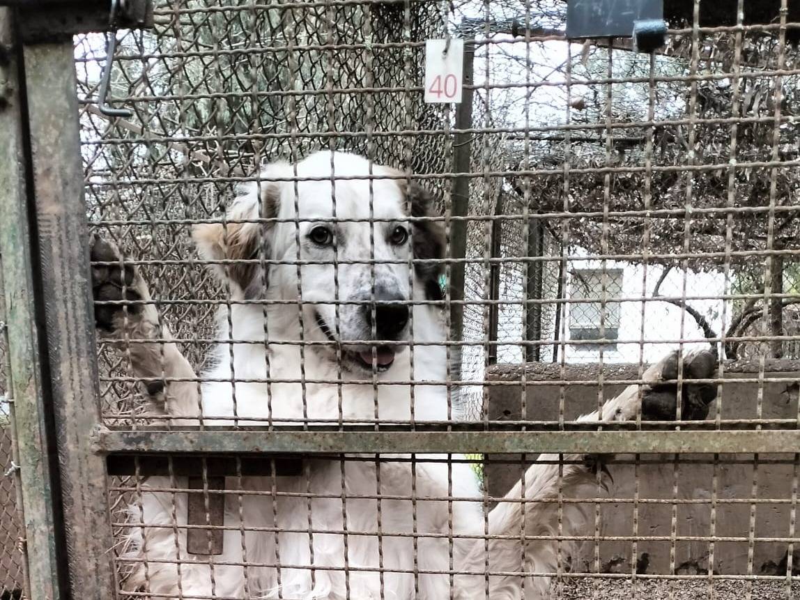 Adotta un cane, taglia gigante, maschio, Roma
