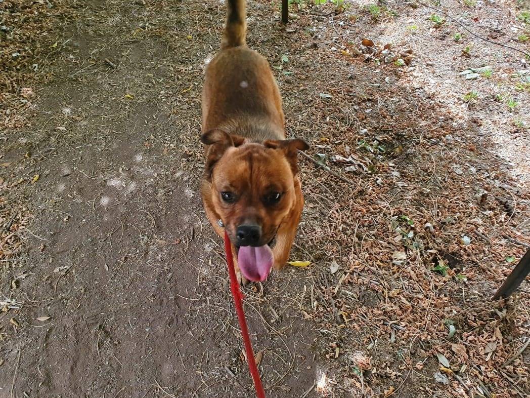 Adotta un cane, taglia grande, maschio, Roma