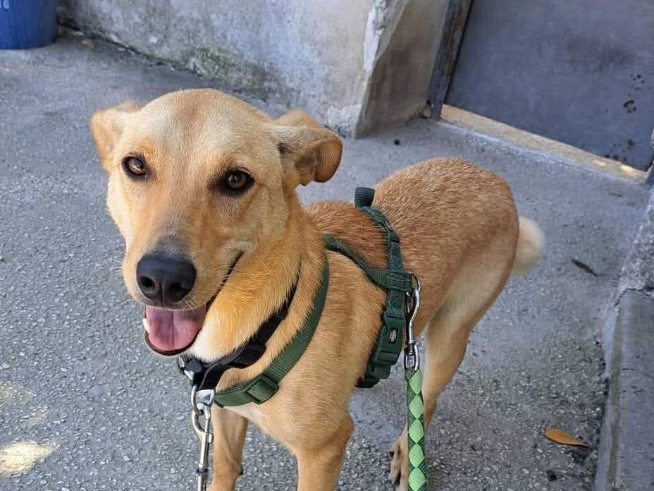 Adotta un cane, maschio, 1 anno e 10 mesi , Caserta