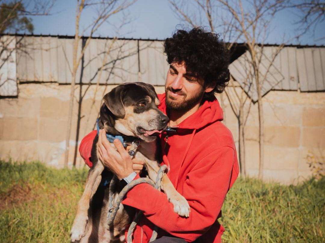 Adotta un cane, maschio, 1 anno e 1 mese, Caserta