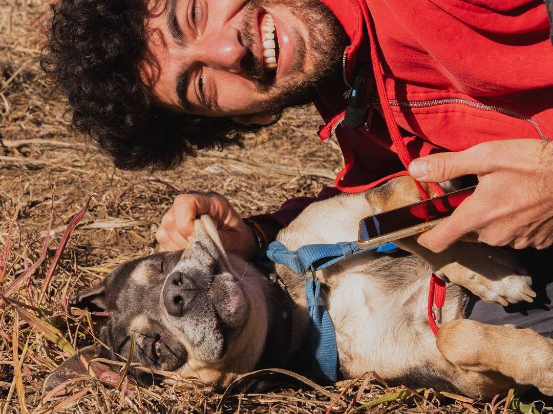 Adotta un cane, taglia grande, maschio, Caserta
