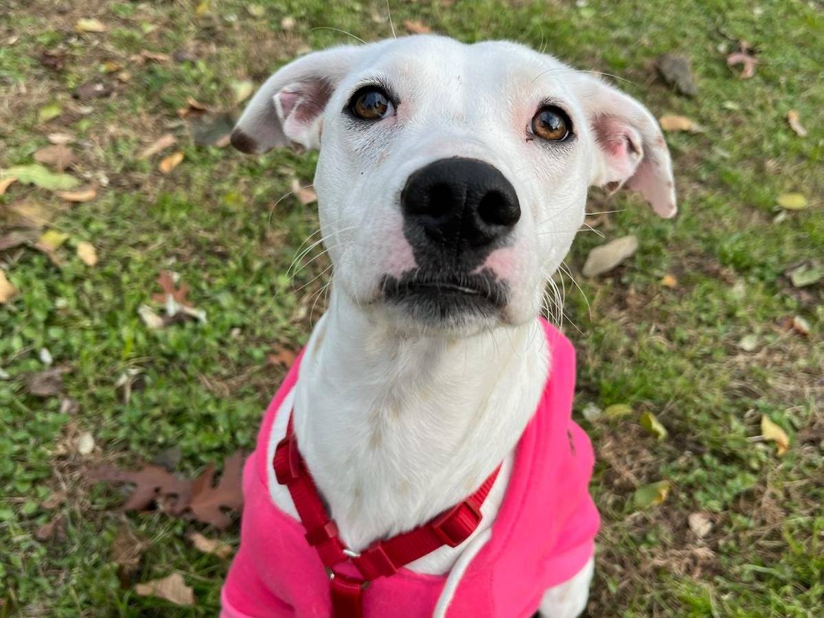 Adozione cane, femmina, Razza sconosciuta Razza sconosciuta, 1 anno e 8 mesi, taglia media contenuta, Milano