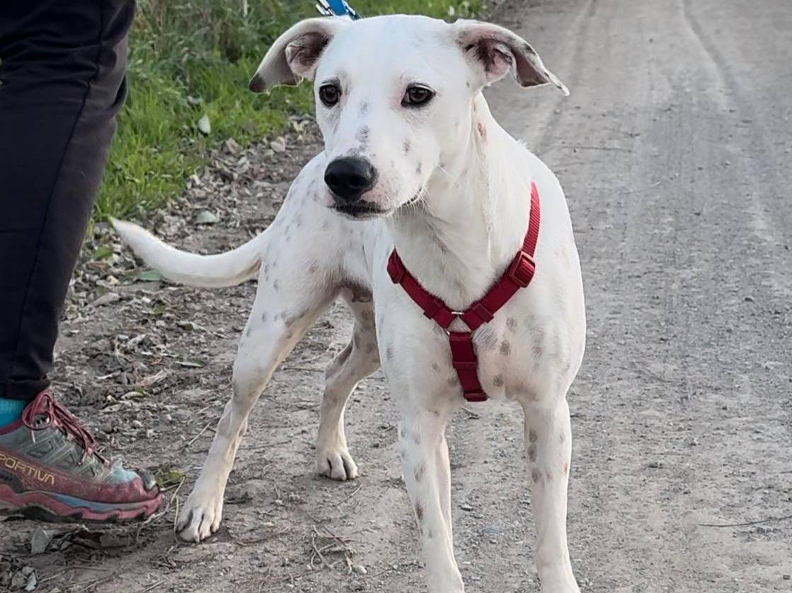 Adotta un cane, femmina, 1 anno e 8 mesi, Milano