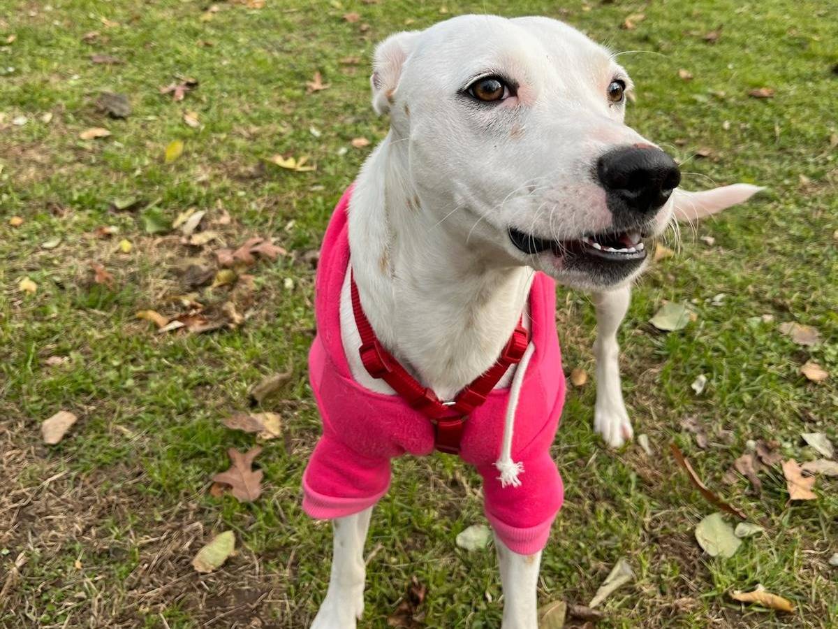 Adotta un cane, taglia media contenuta, femmina, Milano