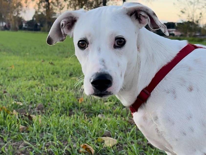 Vuoi adottare un cane a Milano?