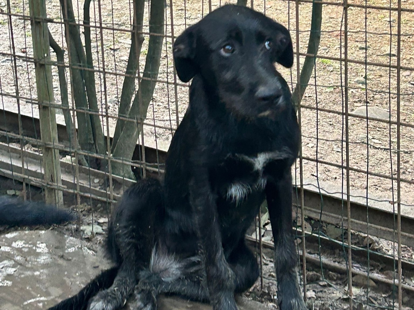 Vuoi adottare un cane a Lucca?