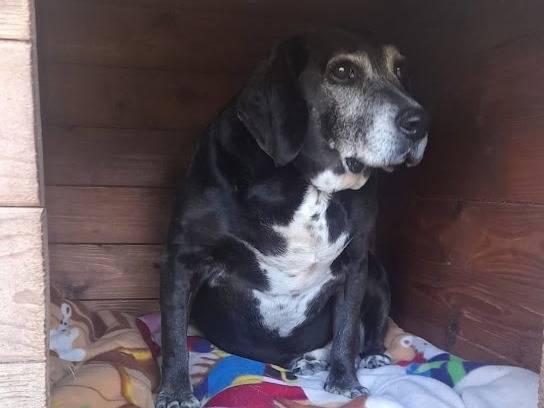 Adozione cane, maschio, Beagle  Razza sconosciuta, 9 anni  e 11 mesi , taglia media contenuta, Palermo