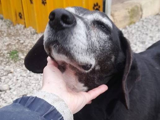 Adotta un cane, taglia media contenuta, maschio, Palermo