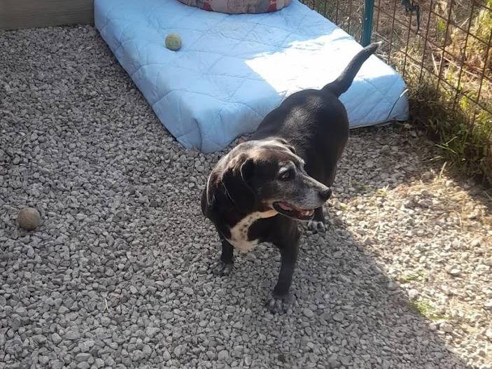 Vuoi adottare un cane a Palermo?