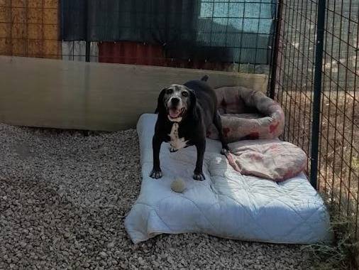 Adotta il cane BARONE a Palermo