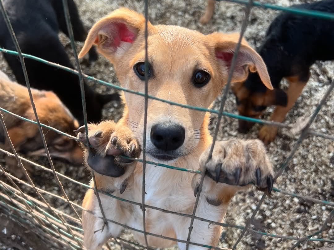 Foto dell'animale