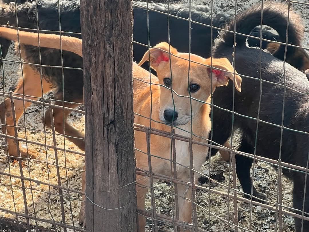 Adotta un cane, maschio, 4 mesi, Roma