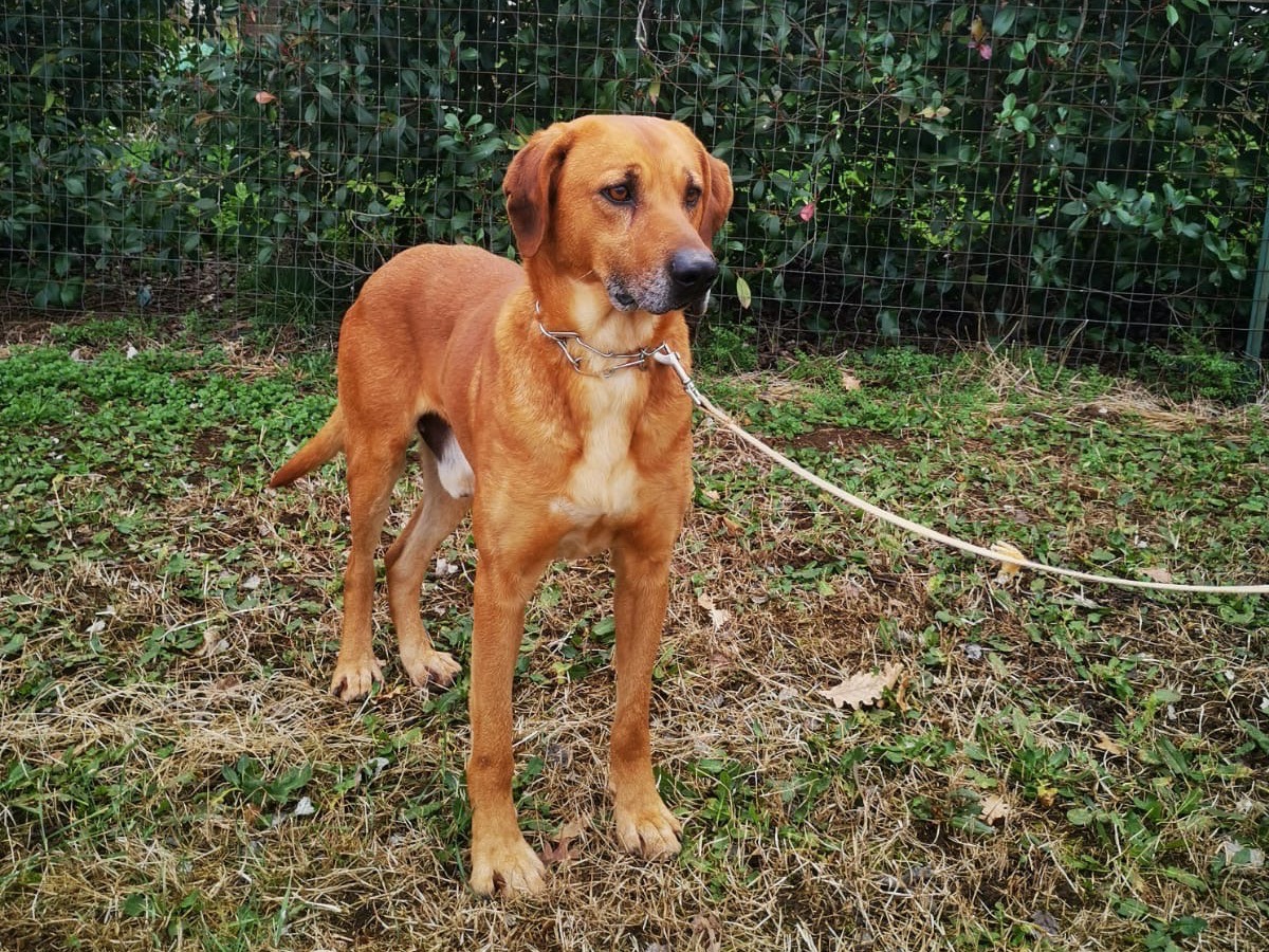 Adotta un cane, maschio, 4 anni  e 8 mesi , Roma